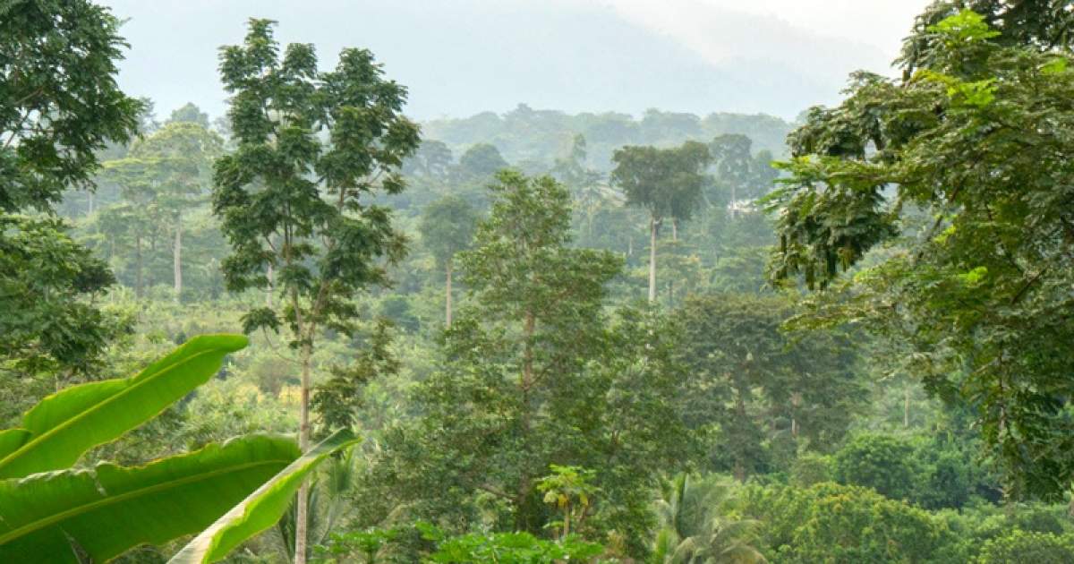 Cocoa & Forests Initiative Partners to Present Collaborative Landscape ...